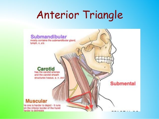 lingual artery