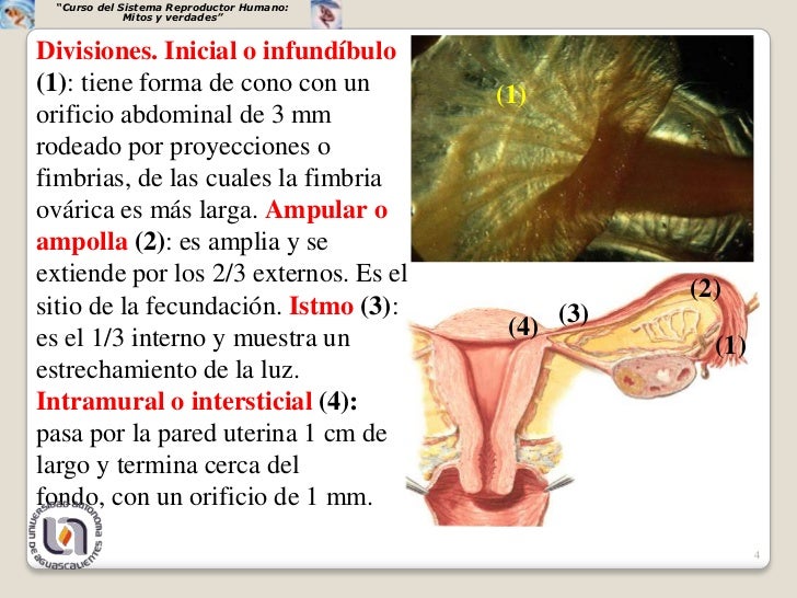 Trompas uterinas