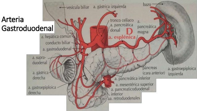 Anatomía - Tronco celíaco (Triangulos, Colaterales y Terminales)