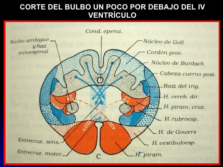 cuarto ventriculo tronco cerebral 1 cuarto ventriculo tronco cerebral 1