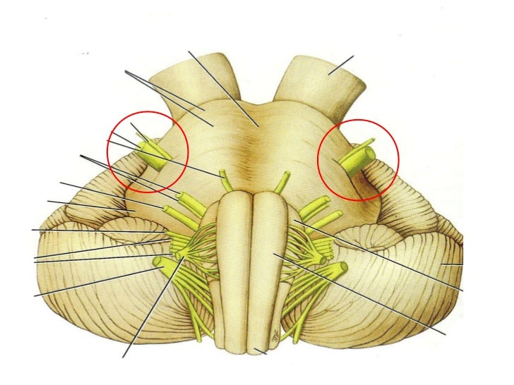 Protuberancia o puente Anatomía del sistema nervioso