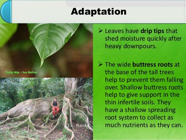 Tropical forest ecosystem