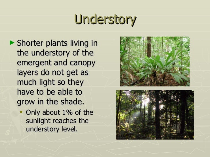 Tropical rainforests