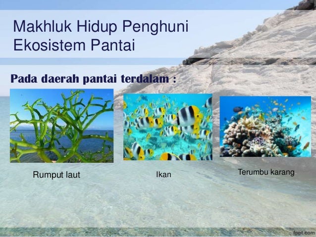 Ekosistem Pantai & Terumbu karang