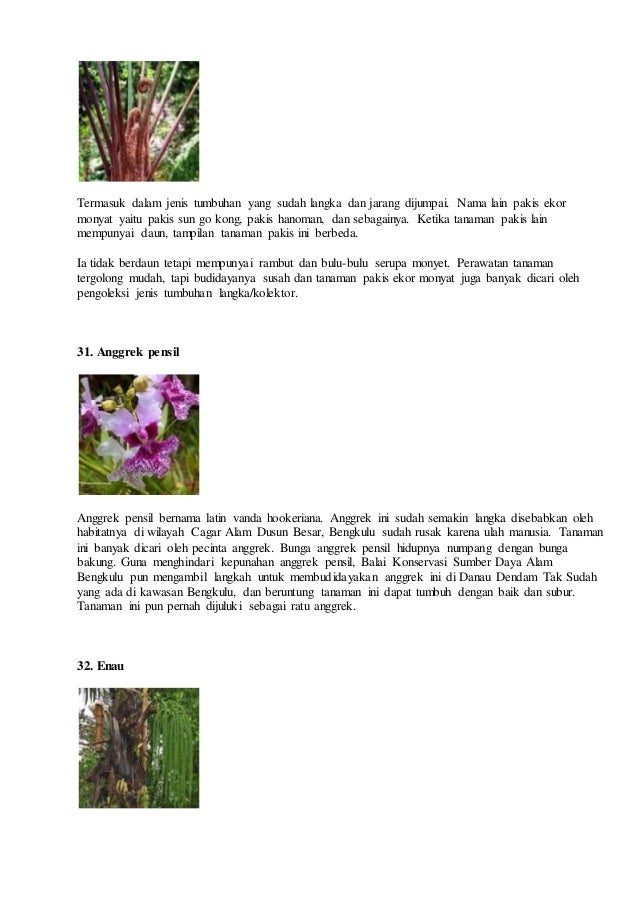 Menakjubkan Bunga Anggrek Pensil Gambar Bunga Indah Menakjubkan Bunga Anggrek Pensil Gambar Bunga Indah