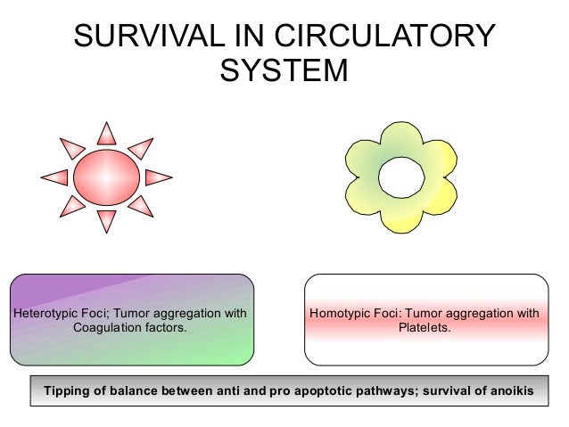 liver synthesises liver synthesises