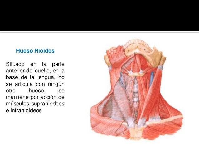 Como desarrollar la flexibilidad del departamento de pecho de la columna vertebral