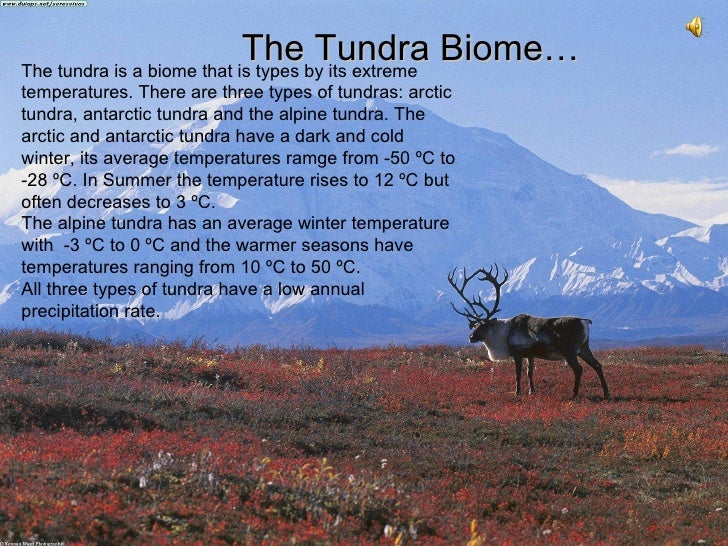 facts about the tundra