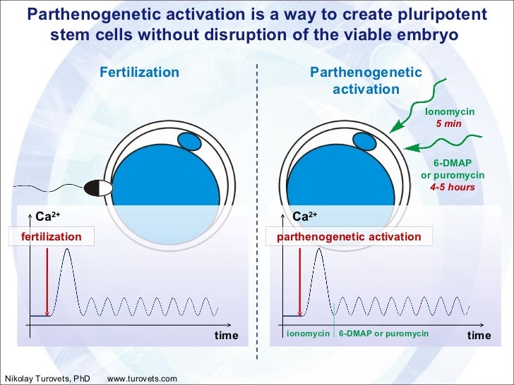 Parthenogenesis in plants image