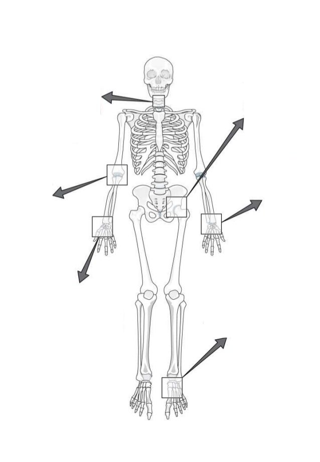 Types Of Joint Worksheet