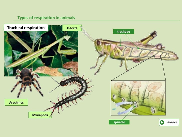 Types of respiration (1)