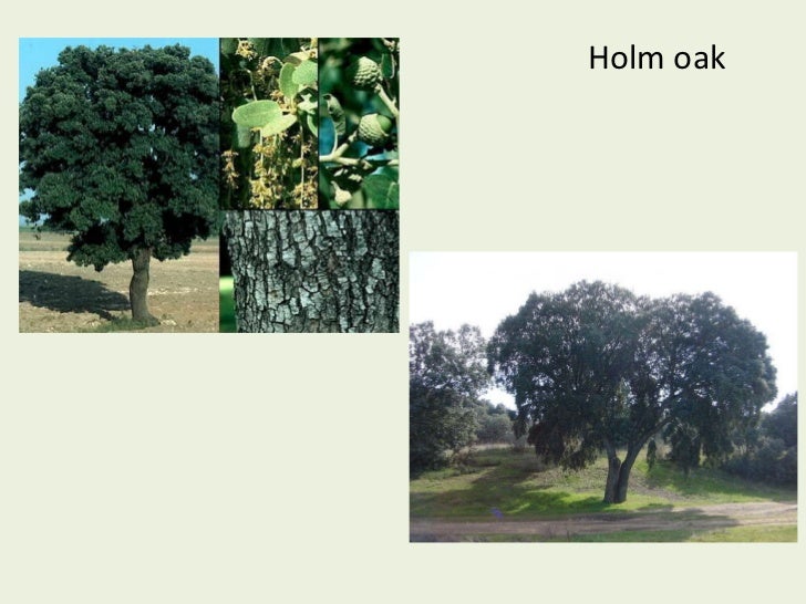 Types of trees in Spain