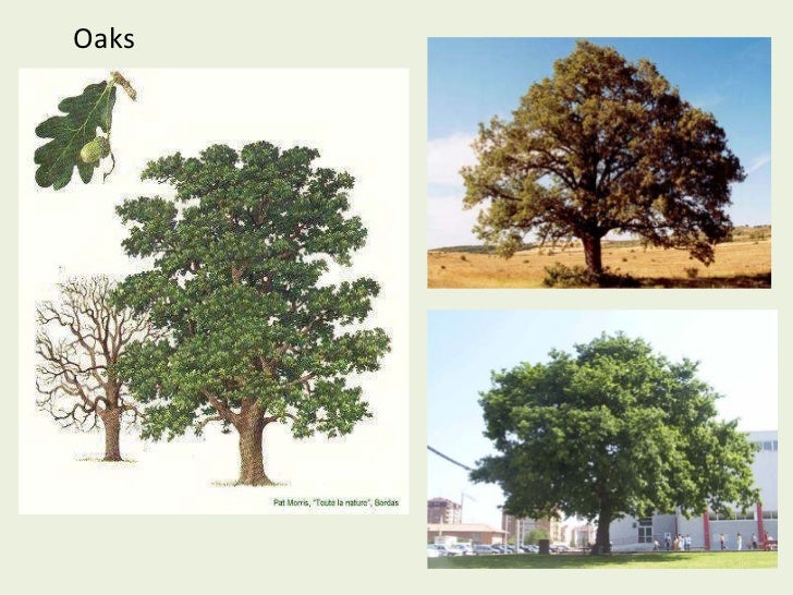 Types of trees in Spain