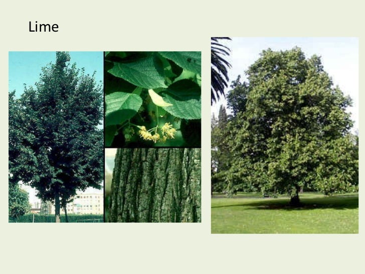 Types of trees in Spain