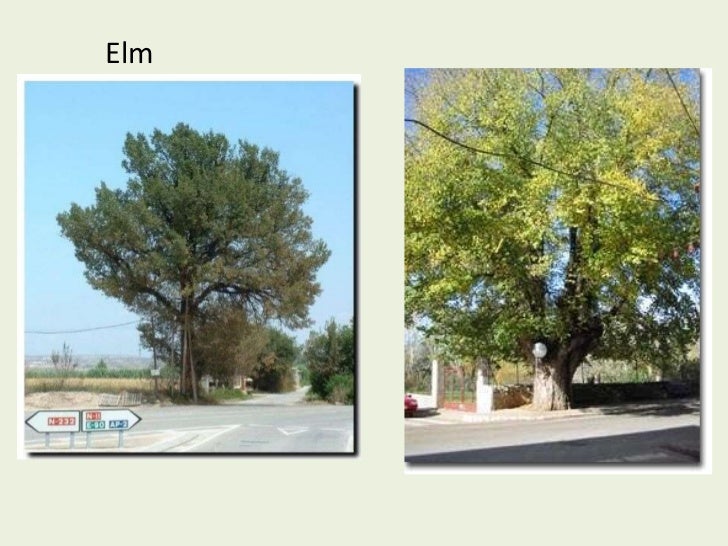 Types of trees in Spain