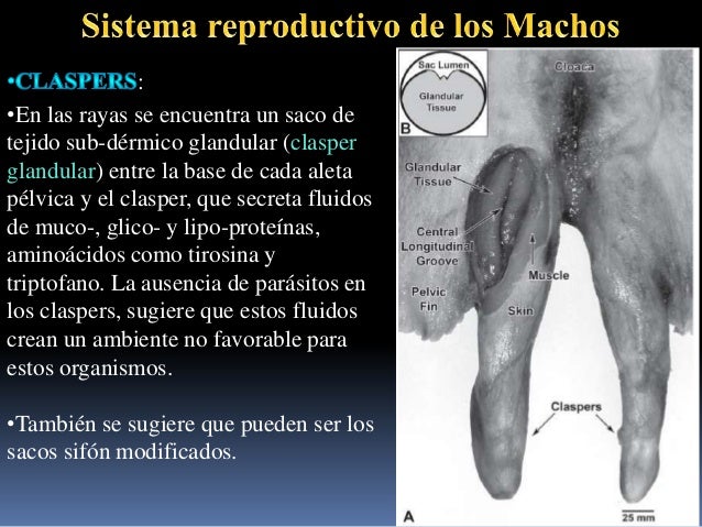 elasmobranquios-sistema-reproductor-masculino-16-638.jpg?cb=1369819236