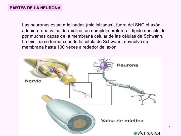 U 1 Celulas Del Sistema Nervioso