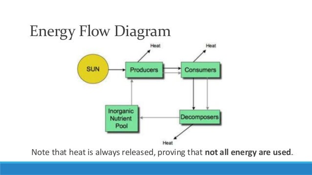 diagram of energy flow unit 5 lesson 4 energy flow in ecosystem diagram of energy flow unit 5 lesson 4 energy flow in ecosystem