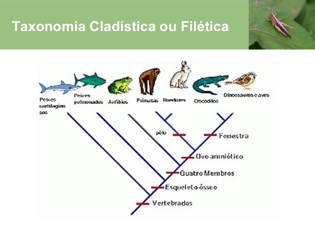 sistemática dos seres vivos