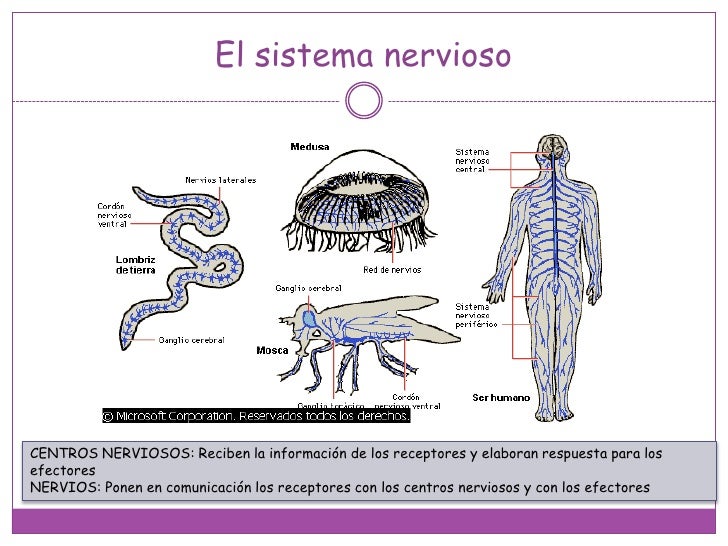 Resultado de imagen para coordinacion nerviosa EN LOS SERES VIVOS