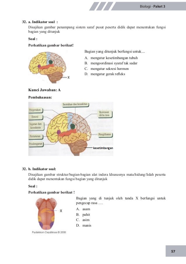 Gambar Bagian Telinga Untuk Soal