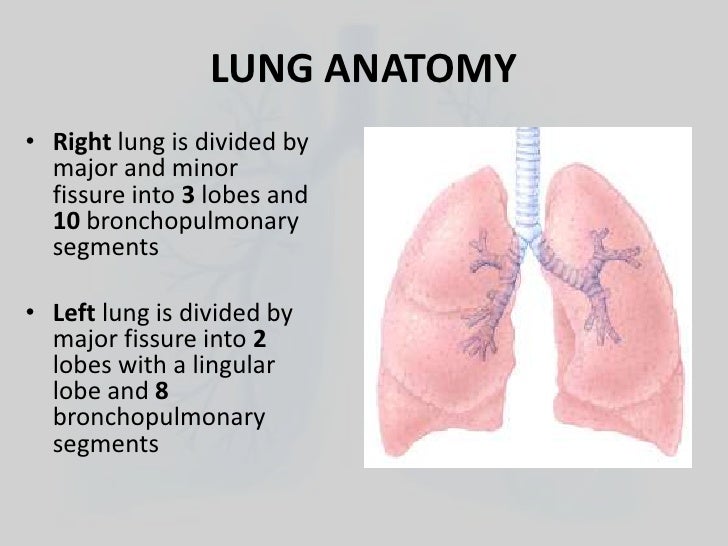 Surface Anatomy of Lungs Lung Anatomyright Lung
