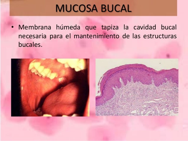 Mucosa bucal