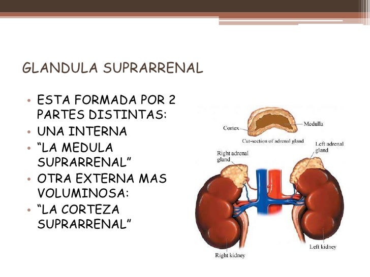 Unidad 7 Glandulas Suprarrenales