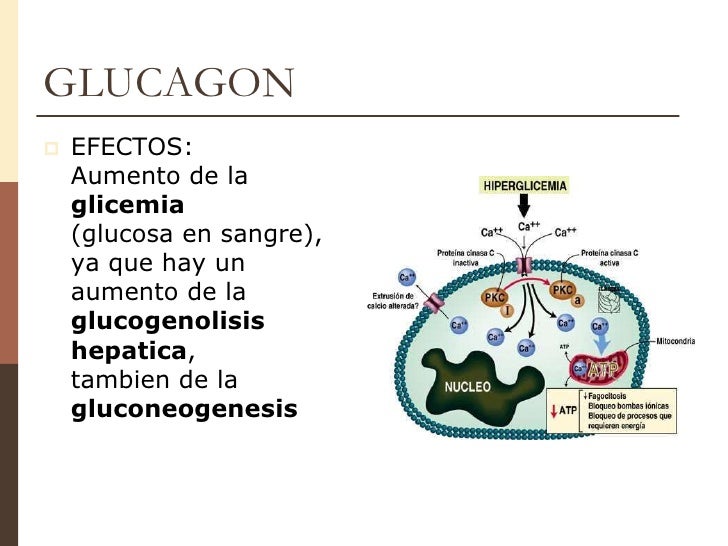 Unidad 7 insulina & glucagon Unidad 7 insulina & glucagon