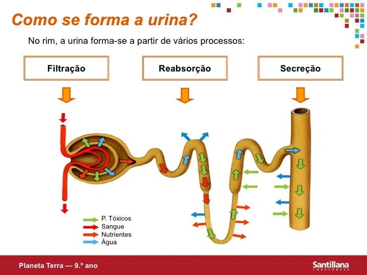 Em uns vermes de cachorro que podem ser