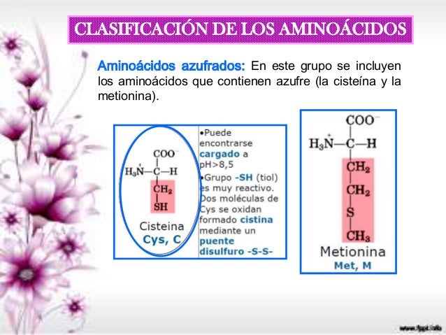 Unidad II proteinas