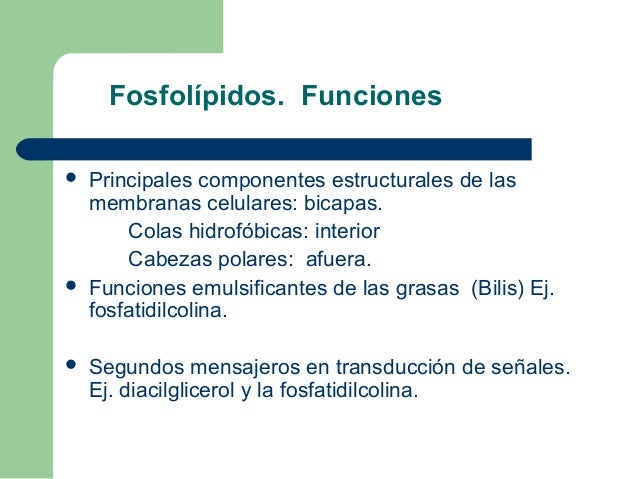 Estructura y función de los lípidos