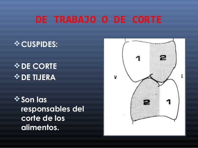 restauracion y oclusion