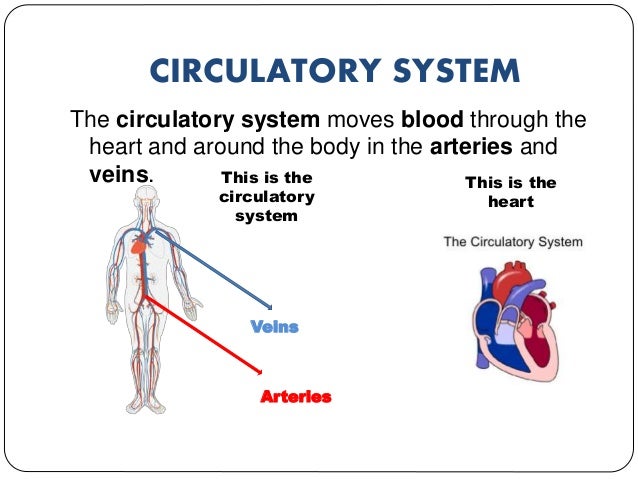 Image result for circulatory system kids