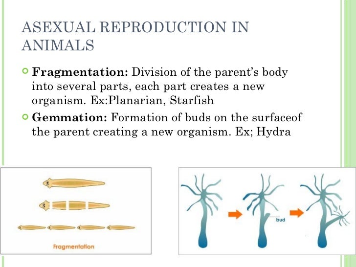 Unit 10 & 11 Organism's vital functions