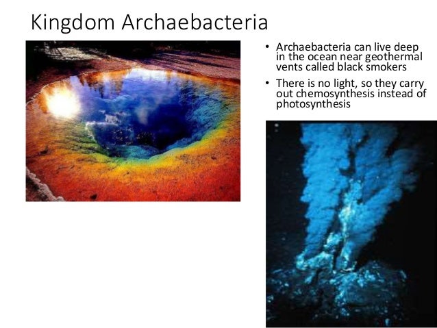 where do bacteria carry out chemosynthesis live where do bacteria carry out chemosynthesis live