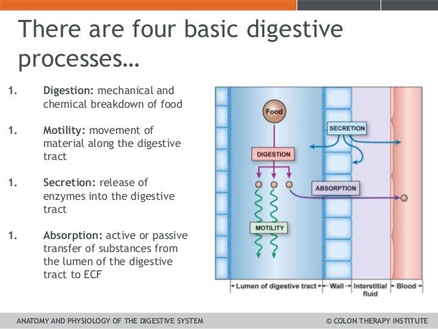 chemical digestion