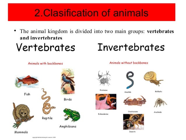 Unit 2. vertebrates and invertebrates animals
