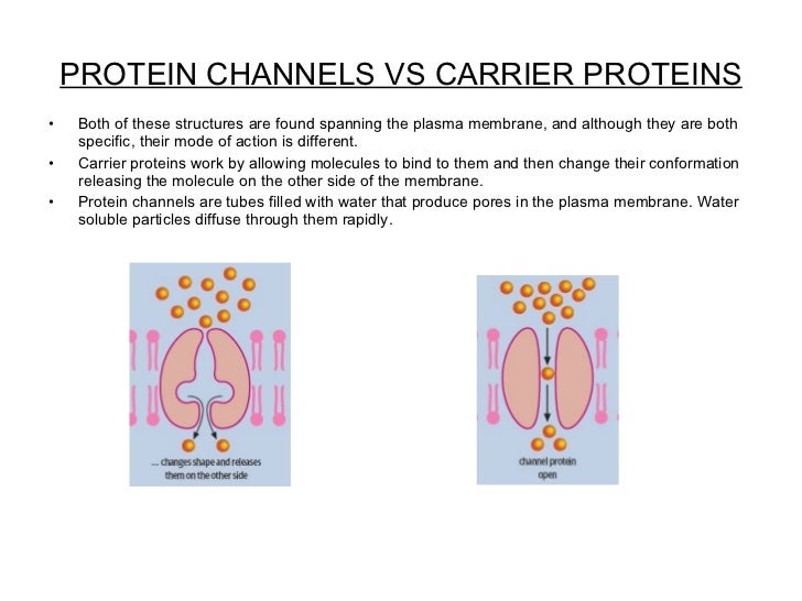 Unit 3 Biology Study Cards