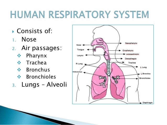 Unit 3 respiratory system and gas exchange diagrams upper trachea and larynx 