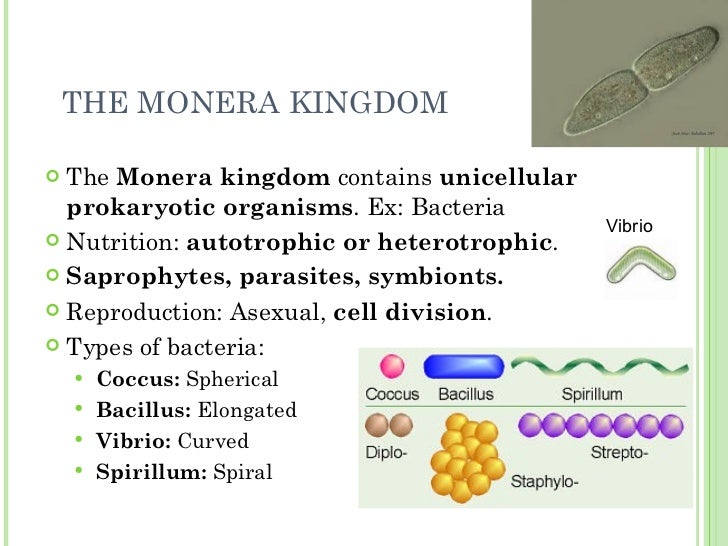 kingdom monera Directions: answer the following questions on the kingdom monera answer to the best of your ability. kingdom monera Directions: answer the following questions on the kingdom monera answer to the best of your ability.
