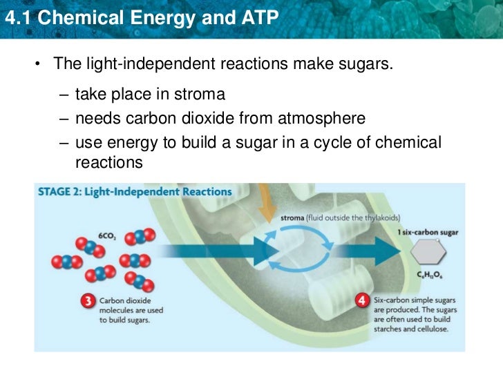 Difference between photosynthesis and chemosynthesis picture