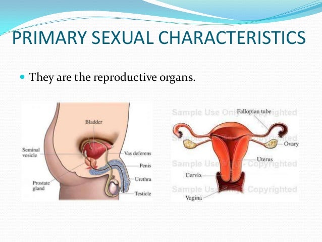 female secondary sex characteristics female secondary sex characteristics