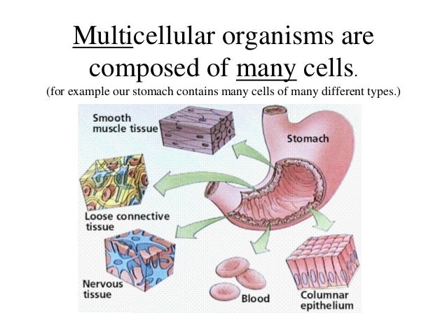 Multicellular and Unicellular Organisms - Differences and 