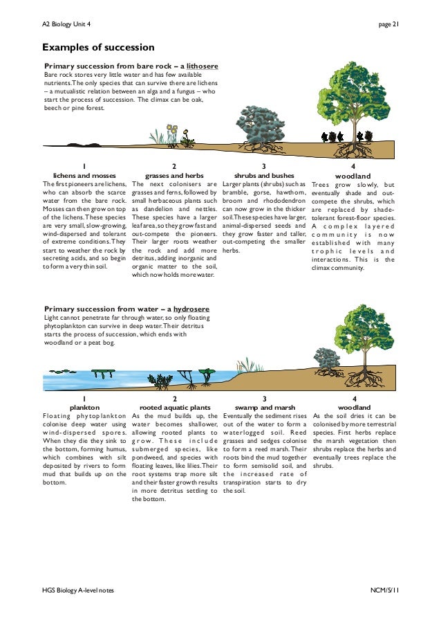 primary succession flowchart unit 4 notes primary succession flowchart unit 4 notes