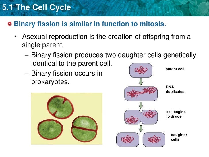 mitosis and binary fission diagram free wiring diagram for you binary fission vs mitosis venn diagram