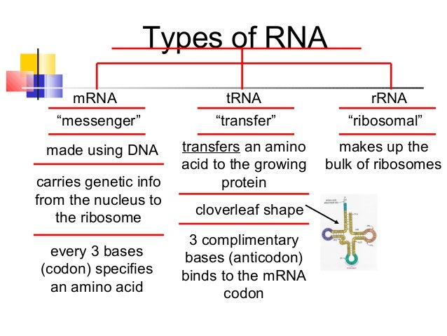 mrna protein sythesis mrna protein sythesis