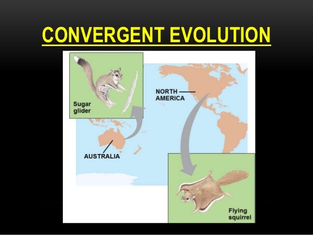 discuss darwin s view of how natural selection resulted in both unity and diversity of life on earth discuss darwin s view of how natural selection resulted in both unity and diversity of life on earth