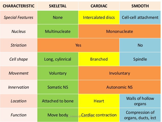 Unit 5 Muscular System