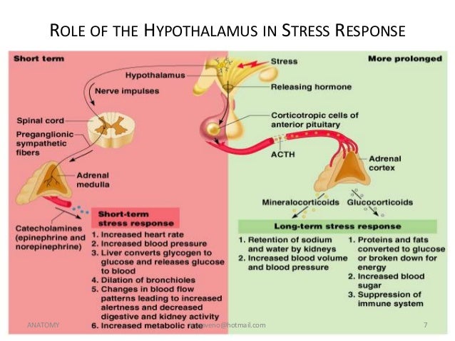 Unit 8 Endocrine System